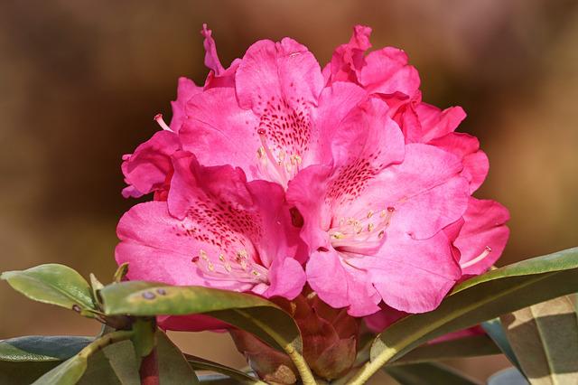 Rhododendron